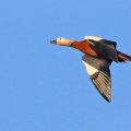 Ruddy-Shelduck-Neil-H