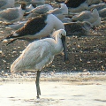 Spoonbill
