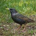 Starling-male_1