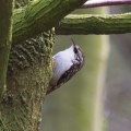 Treecreeper