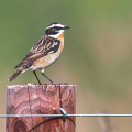 Whinchat-Miles-Cluff