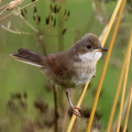 Whitethroat