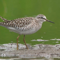 Wood-Sandpiper-Miles-Cluff