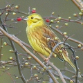 Yellowhammer