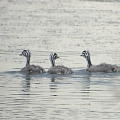 Great Crested Grebe