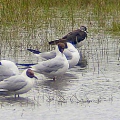 Black-headed Gull