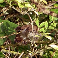 Cetti s Warbler