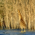 Bittern