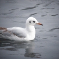 Black-headed Gull