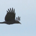 Carrion Crow