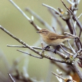 Chiffchaff
