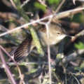 Grasshopper Warbler