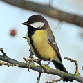 Great Tit
