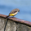 Grey Wagtail