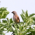 Linnet