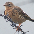 Meadow Pipit