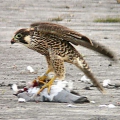 Peregrine - juv