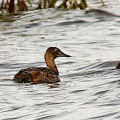 Pochard with duckling