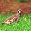 Red-legged Partridge