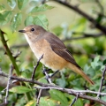 Redstart