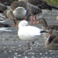 Ross s Goose