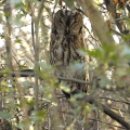Tawny Owl