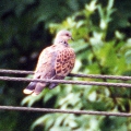 Turtle Dove