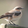 Wheatear - female