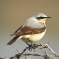 Wheatear