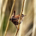Wren