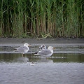 Yellow-legged Gull