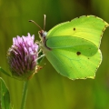 Brimstone