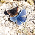 Brown Argus with Common Blue