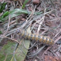Buff-tip