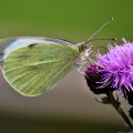 Large White