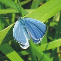 Holly Blue