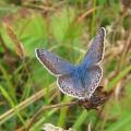 Common Blue - female