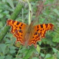 Comma