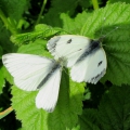 Green-veined White and Orange-tip