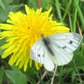 Green-veined White