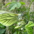 Green-veined White