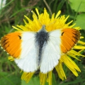 Orange-tip - male