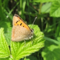 Small Copper