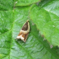 Micro-moth - Common Roller