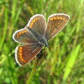 Brown Argus