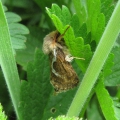 Common Swift