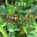 Six-belted Clearwing