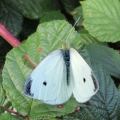 Small White