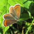 Brown Argus