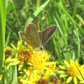 Brown Argus